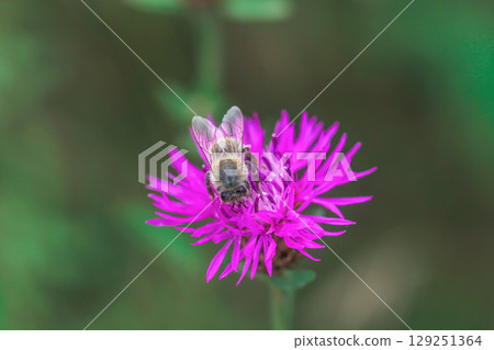 Honey bee on pink Brownray knapweed flower collecting pollen in summer meadow. Honeybee sits on Centaurea jacea purple blooming wildflower 129251364