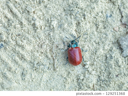Chrysomela sp. brown bug crawling on white sand, dorsal view 129251368