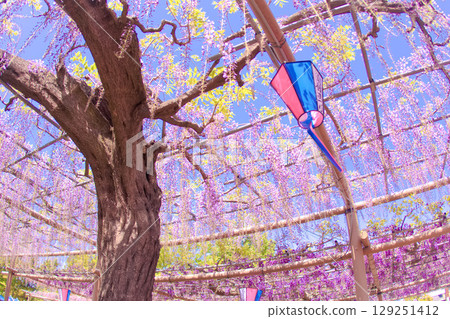 [Aichi Prefecture] Wisteria trellis at Mandaraji Park in Konan City 129251412