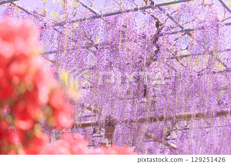 [Aichi Prefecture] Wisteria trellis at Mandaraji Park in Konan City 129251426