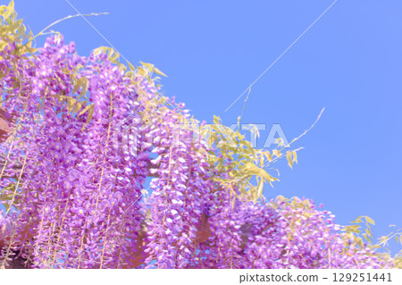 [愛知縣]對馬市天王川公園的紫藤花架 129251441