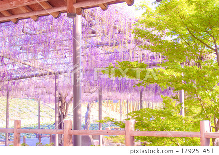 [Aichi Prefecture] Wisteria trellis in Tennogawa Park, Tsushima City 129251451