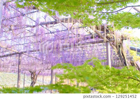 [愛知縣]對馬市天王川公園的紫藤花架 129251452
