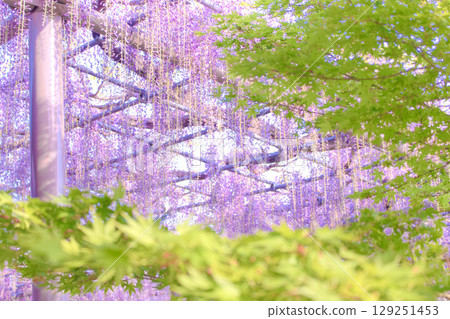 [Aichi Prefecture] Wisteria trellis in Tennogawa Park, Tsushima City 129251453