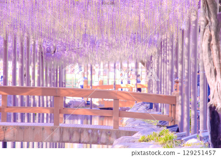 [愛知縣]對馬市天王川公園的紫藤花架 129251457