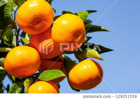 Orange garden 129251559