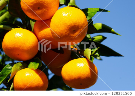 橙色的花園 橙色的花園 129251560