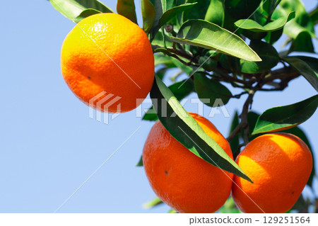 Orange garden Orange garden 129251564