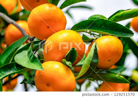 橙色的花園 橙色的花園 129251570