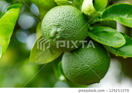 洛斯卡沃斯 洛斯卡沃斯 129251579