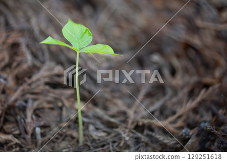 Forest buds and young leaves 129251618