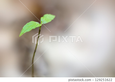 森林芽和嫩葉 129251622