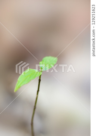 森林芽和嫩葉 129251623