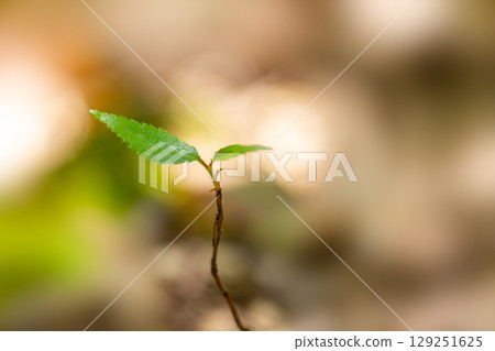 森林芽和嫩葉 129251625