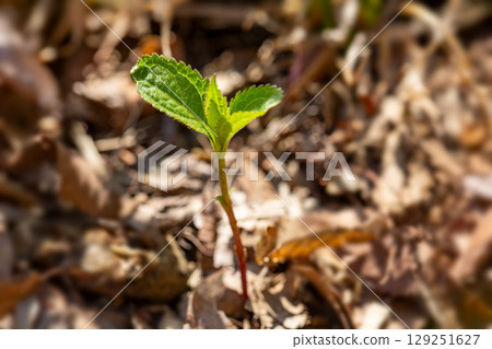 Forest buds and young leaves Forest buds and young leaves 129251627