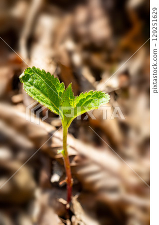 森林芽和嫩葉 129251629