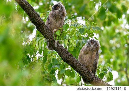 初夏在高原上可以看到的一種迷人可愛的野生鳥類：長耳鴞雛鳥。 129251648