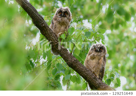 A charming and cute wild bird that can be seen on the plateau in early summer: a long-eared owl chick. A charming and cute wild bird that can be seen on the plateau in early summer: a long-eared owl chick. 129251649