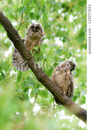 初夏在高原上可以看到的一種迷人可愛的野生鳥類：長耳鴞雛鳥。 129251651