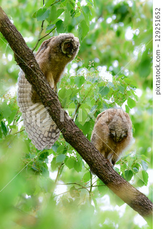 初夏在高原上可以看到的一種迷人可愛的野生鳥類：長耳鴞雛鳥。 129251652
