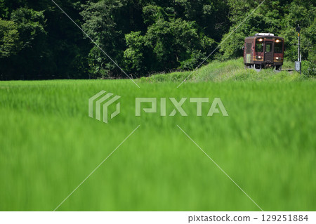 Shigaraki Railway train passing through rice fields Shigaraki Railway train passing through rice fields 129251884