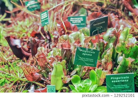 Various plants grow in botanical garden. Different carnivorous red, green pitcher plant. Sarracenia, Pinguicula agnata, Pinguicula esseriana flowers Various plants grow in botanical garden. Different carnivorous red, green pitcher plant. Sarracenia, Pinguicula agnata, Pinguicula esseriana flowers 129252101