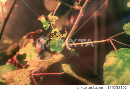 Phyllium giganteum big green insects sitting on tree. Giant Malaysian Leaf insect 129252102