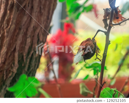 Tree Cotton grows in botanical garden closeup. Gossypium arboreum dried plant 129252105