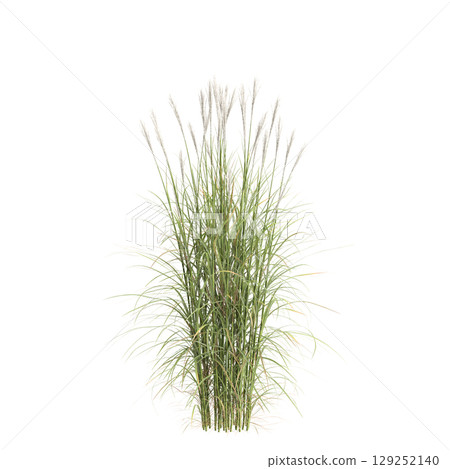 3d illustration of bush Miscanthus flavidus isolated on transparent background 3d illustration of bush Miscanthus flavidus isolated on transparent background 129252140