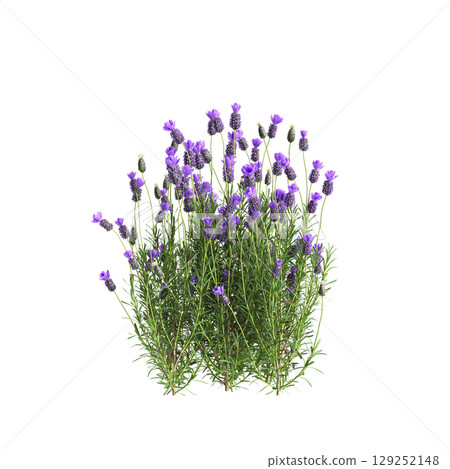 3d illustration of bush Lavandula stoechas isolated on transparent background 129252148