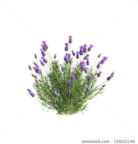 3d illustration of bush Lavandula stoechas isolated on transparent background 3d illustration of bush Lavandula stoechas isolated on transparent background 129252149