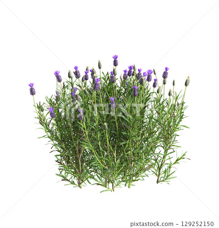 3d illustration of bush Lavandula stoechas isolated on transparent background 3d illustration of bush Lavandula stoechas isolated on transparent background 129252150