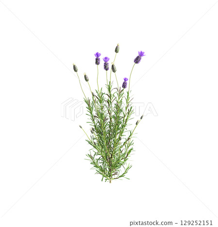 3d illustration of bush Lavandula stoechas isolated on transparent background 3d illustration of bush Lavandula stoechas isolated on transparent background 129252151