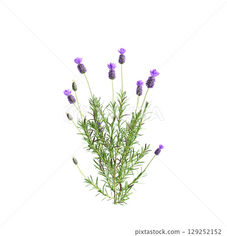 3d illustration of bush Lavandula stoechas isolated on transparent background 3d illustration of bush Lavandula stoechas isolated on transparent background 129252152