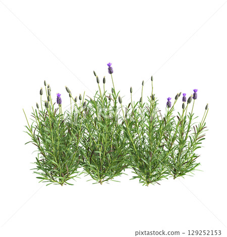 3d illustration of bush Lavandula stoechas isolated on transparent background 3d illustration of bush Lavandula stoechas isolated on transparent background 129252153