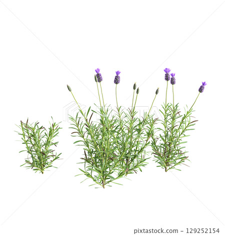 3d illustration of bush Lavandula stoechas isolated on transparent background 129252154
