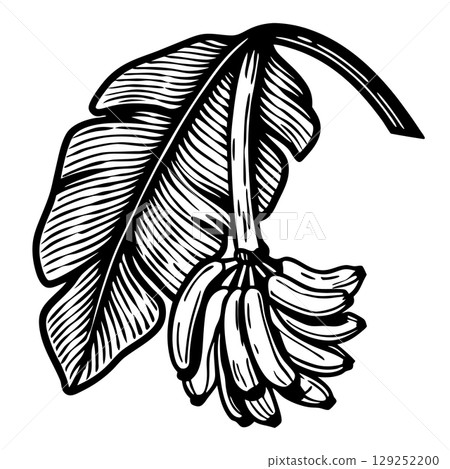 Hand drawn banana bunch and leaf vintage botanical illustration, ripe fruit and foliage isolated on white background, AI Generative 129252200