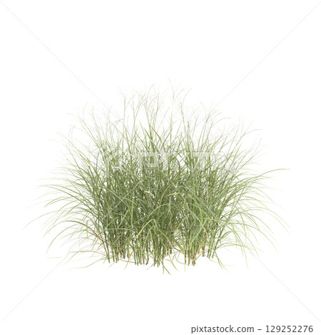 3d illustration of bush Miscanthus flavidus isolated on transparent background 129252276