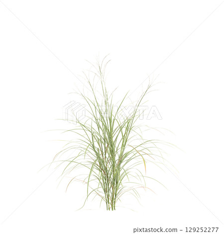 3d illustration of bush Miscanthus flavidus isolated on transparent background 3d illustration of bush Miscanthus flavidus isolated on transparent background 129252277