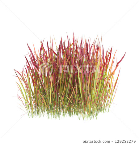 3d illustration of bush Imperata cylindrica rubra isolated on transparent background 3d illustration of bush Imperata cylindrica rubra isolated on transparent background 129252279