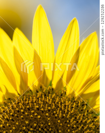 向日葵中心的微距特寫 向日葵中心的微距特寫 129252286