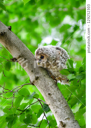Owl chicks are adorable, fluffy, familiar wild birds that can be found on the plateau in early summer. Owl chicks are adorable, fluffy, familiar wild birds that can be found on the plateau in early summer. 129252303