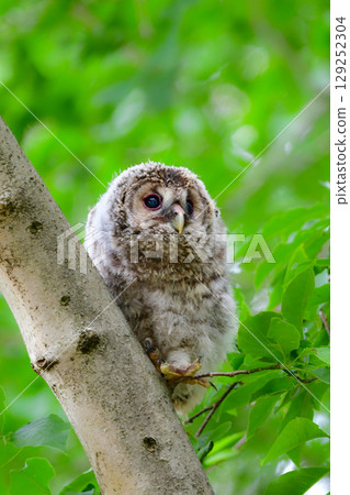 Owl chicks are adorable, fluffy, familiar wild birds that can be found on the plateau in early summer. Owl chicks are adorable, fluffy, familiar wild birds that can be found on the plateau in early summer. 129252304