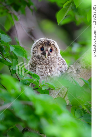 貓頭鷹幼崽是一種可愛、毛茸茸、常見的野生鳥類,初夏時節可以在高原上看到它們。 貓頭鷹幼崽是一種可愛、毛茸茸、常見的野生鳥類,初夏時節可以在高原上看到它們。 129252305