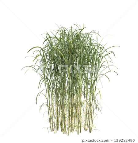 3d illustration of bush Miscanthus floridulus isolated on transparent background 3d illustration of bush Miscanthus floridulus isolated on transparent background 129252490