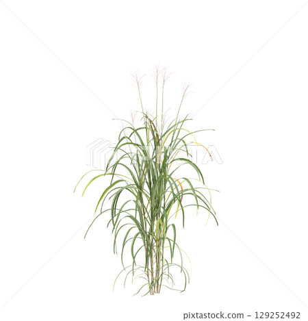 3d illustration of bush Miscanthus floridulus isolated on transparent background 3d illustration of bush Miscanthus floridulus isolated on transparent background 129252492