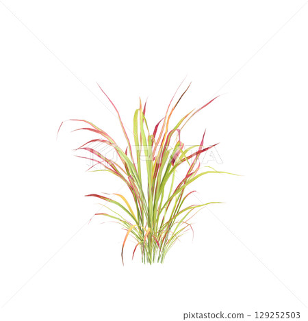 3d illustration of bush Imperata cylindrica rubra isolated on transparent background 129252503