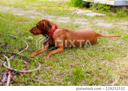 Hungarian vizsla lounging in a sunny backyard with grass and garden tools on a tranquil afternoon Hungarian vizsla lounging in a sunny backyard with grass and garden tools on a tranquil afternoon 129252532