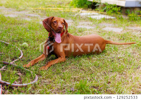 Hungarian vizsla lounging in lush green garden on a sunny afternoon Hungarian vizsla lounging in lush green garden on a sunny afternoon 129252533