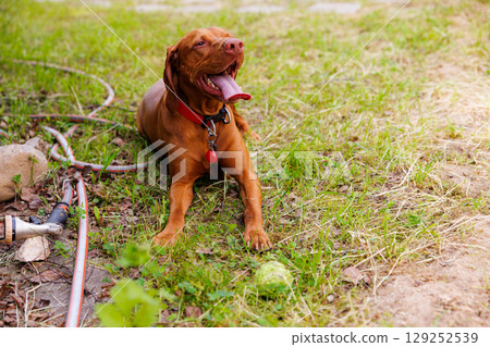 Hungarian Vizsla enjoying a sunny day in the lush backyard, playfully resting after a fun outdoor time Hungarian Vizsla enjoying a sunny day in the lush backyard, playfully resting after a fun outdoor time 129252539